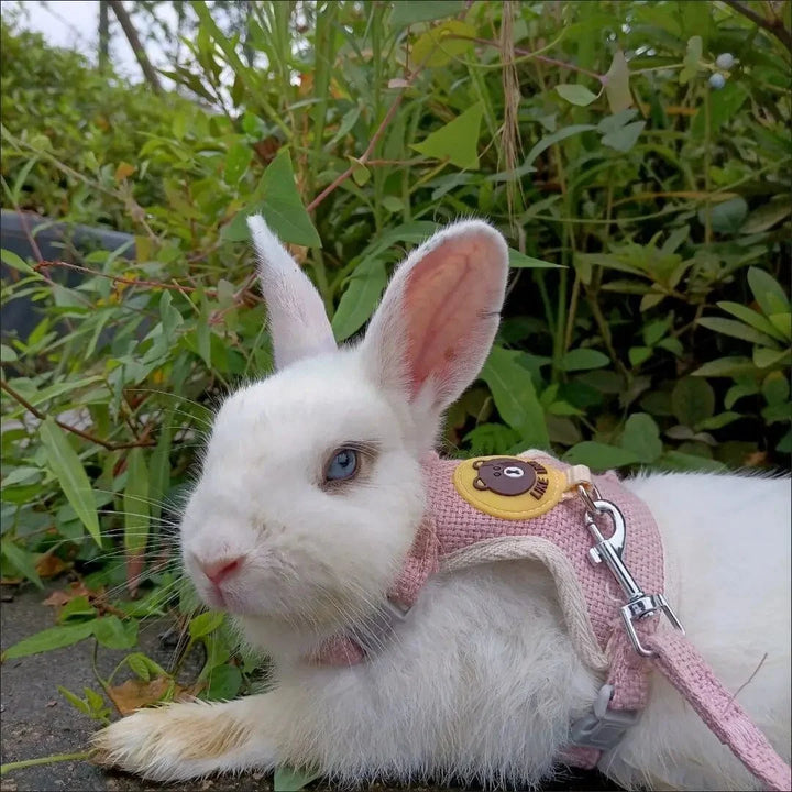 Neueste niedliche Kaninchen-Harness- und Leinen-Set Kaninchenhaustieraccessoires Weste Harnesses Kaninchenleinen für Outdoor-Spaziergänge Haustierzubehör | Karnz
