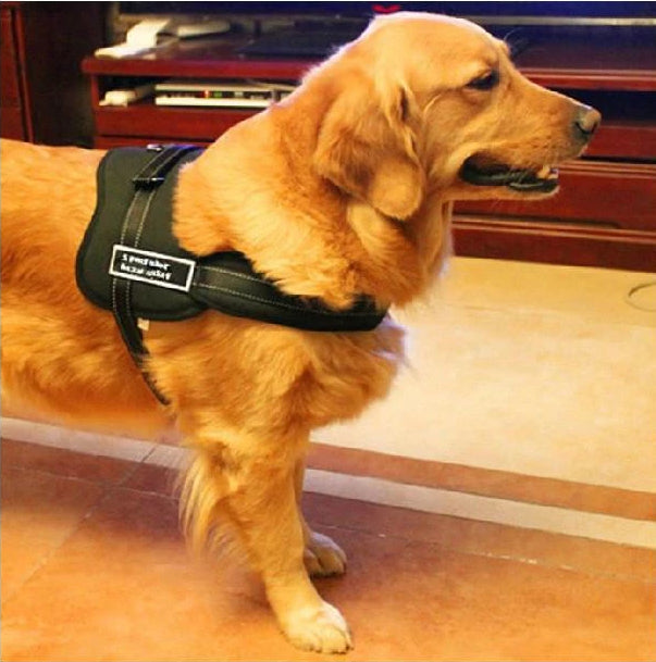 Hundegeschirr zum Spazierengehen | Karnz