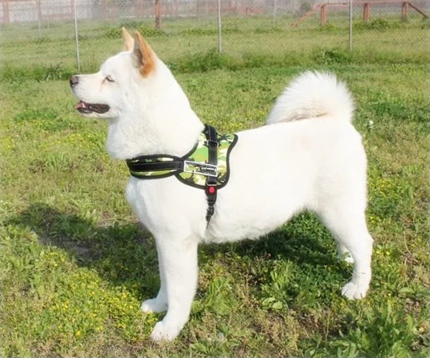 Hundegeschirr zum Spazierengehen | Karnz