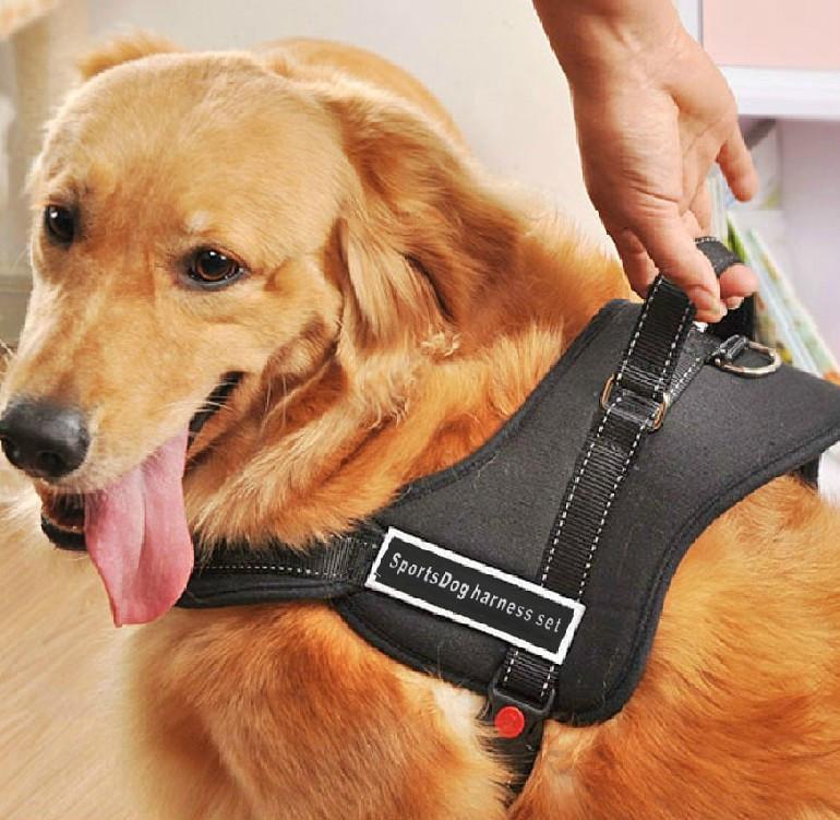 Hundegeschirr zum Spazierengehen | Karnz