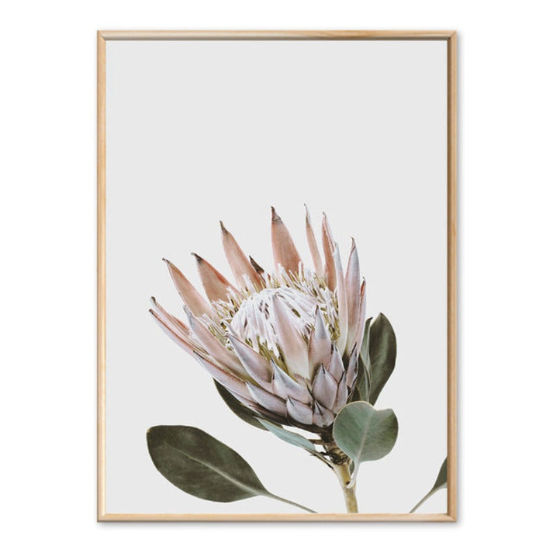 Moderne Pflanzenblätter, Königsprotea-Blüten - Leinwandbild