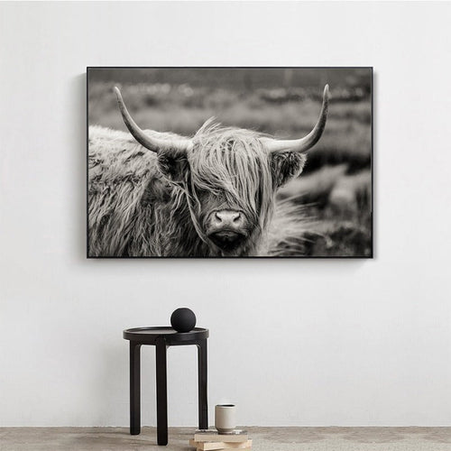 Schottisches Hochlandrind, Kuh, Yak – Tierposter, Wandbild – Leinwandbild