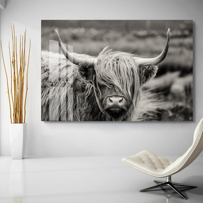 Schottisches Hochlandrind, Kuh, Yak – Tierposter, Wandbild – Leinwandbild