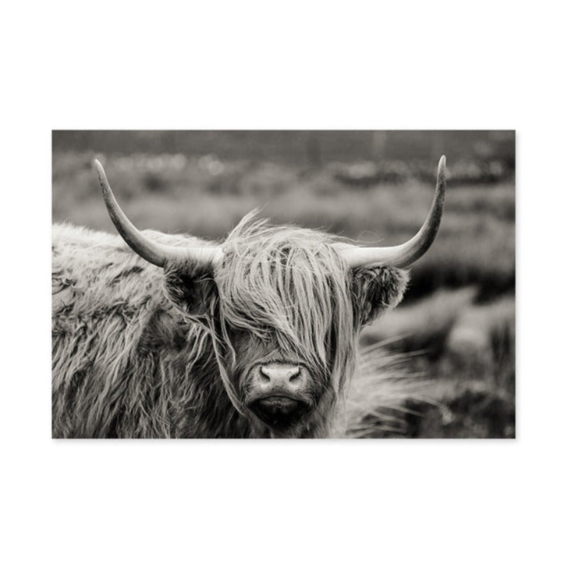 Schottisches Hochlandrind, Kuh, Yak – Tierposter, Wandbild – Leinwandbild
