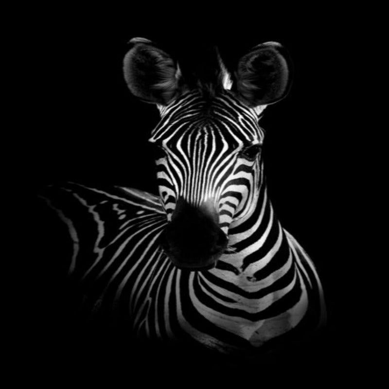 Natur, Tierwelt Afrikas, Wildtiere, Schwarz-Weiß - Leinwandbild