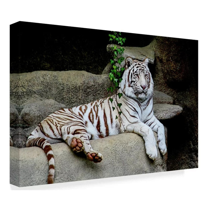 Liegender Weißer Tiger - Leinwand Wandkunst Gemälde