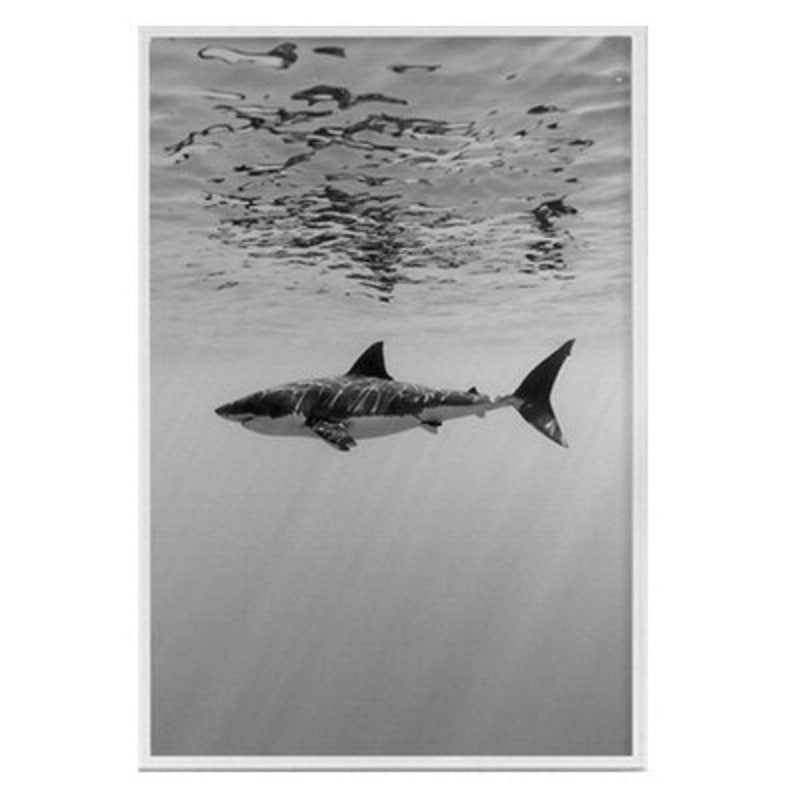 Haifischkaktus - Leinwandbild