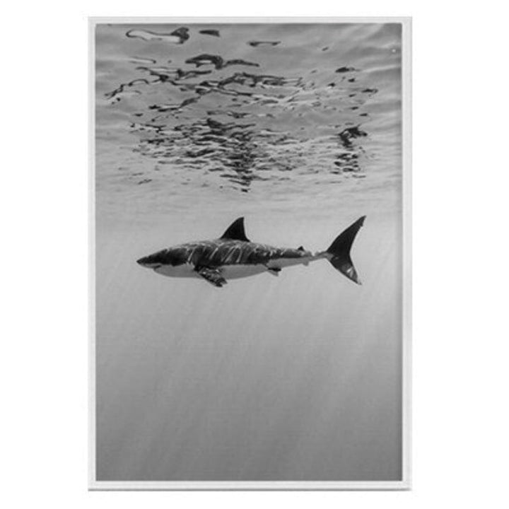 Haifischkaktus - Leinwandbild