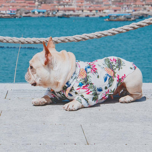 Frenchie Sommerhemd | Karnz
