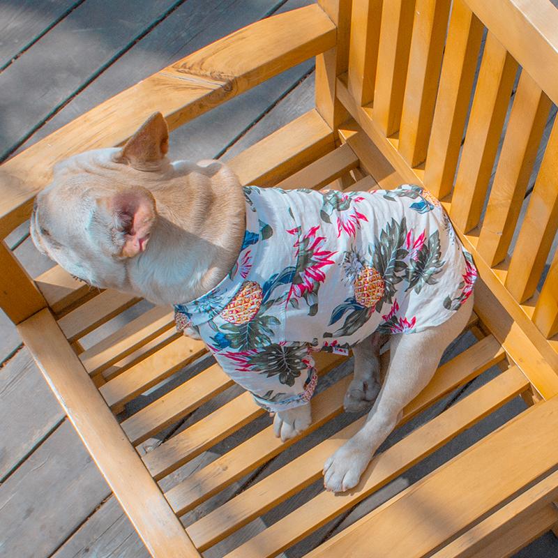 Frenchie Sommerhemd | Karnz