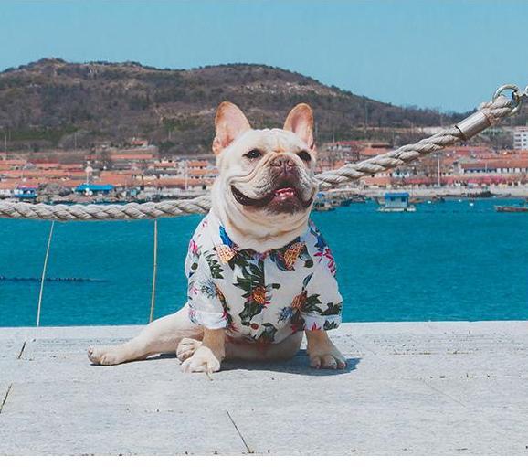 Frenchie Sommerhemd | Karnz