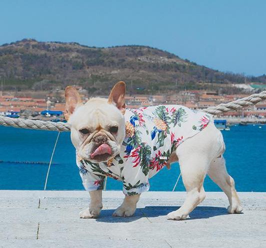 Frenchie Sommerhemd | Karnz
