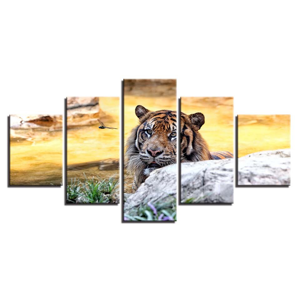 Sonnenuntergang, Tiger – Leinwandbild