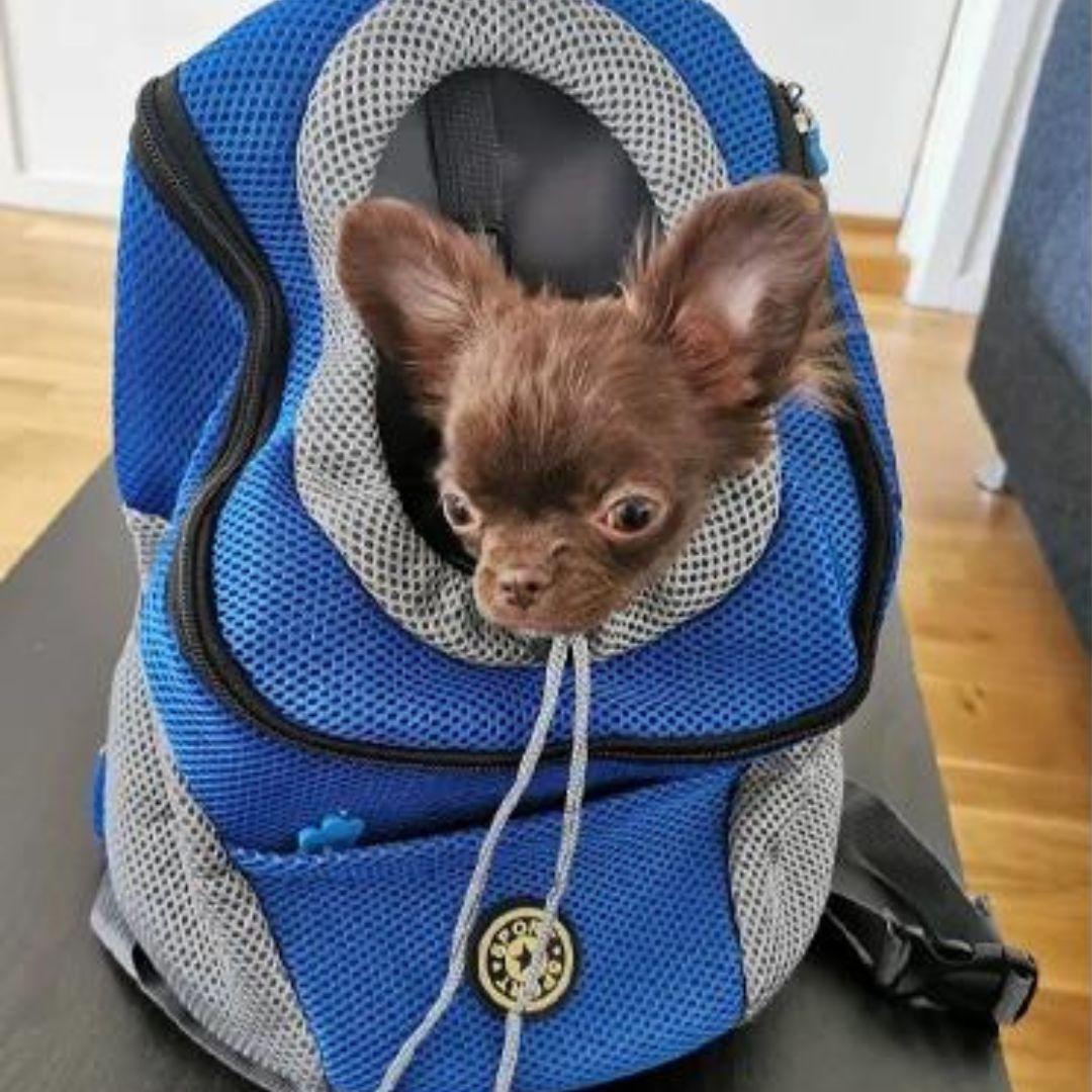 Karnz | PawCarry – Gemeinsam überall unterwegs