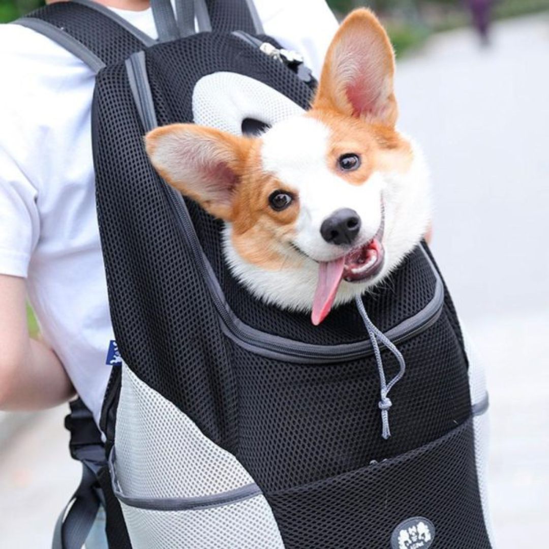 Karnz | PawCarry – Gemeinsam überall unterwegs