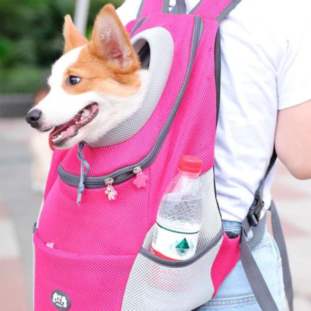 Karnz | PawCarry – Gemeinsam überall unterwegs