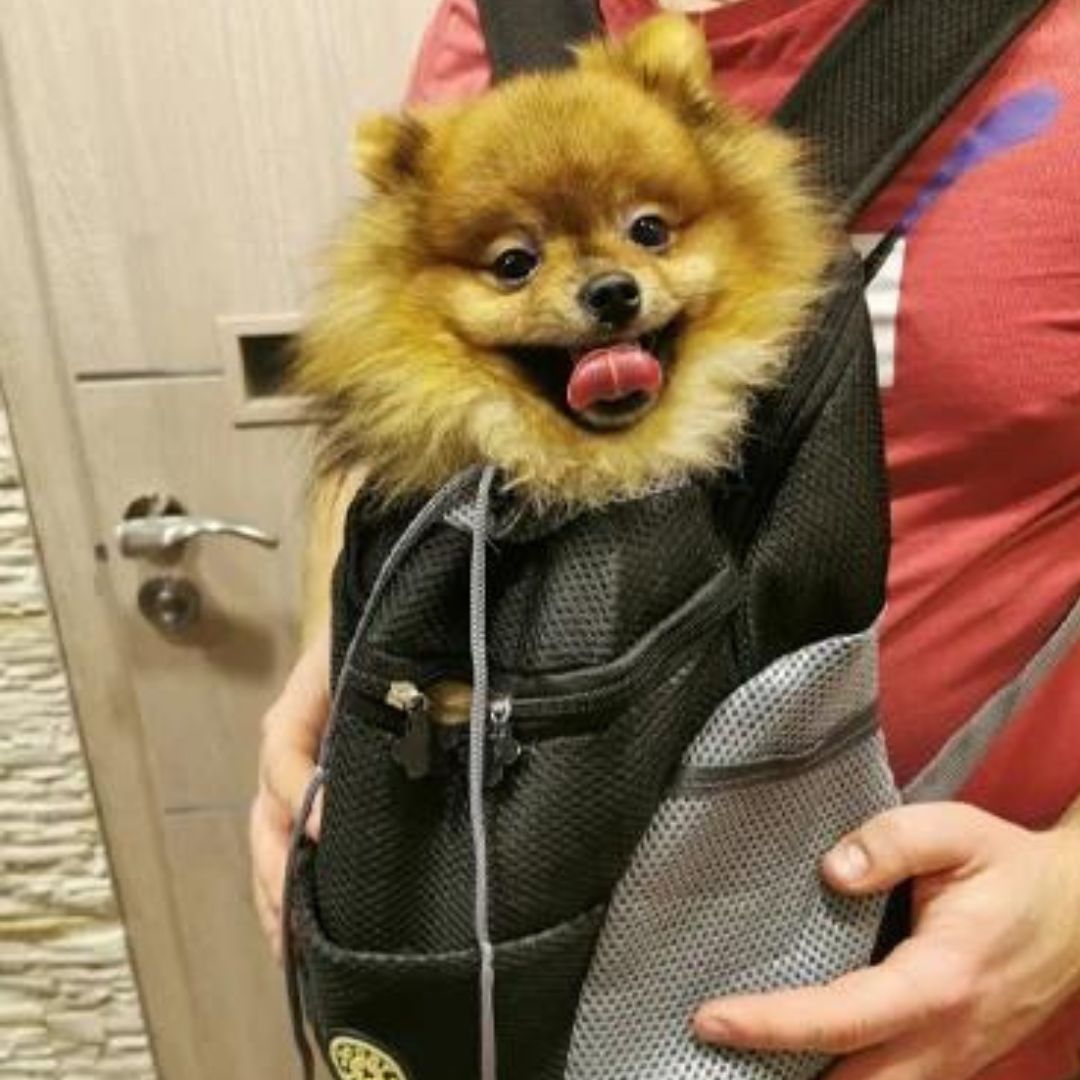 Karnz | PawCarry – Gemeinsam überall unterwegs