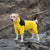 StormGuard • Hund wasserdichte Regenjacke