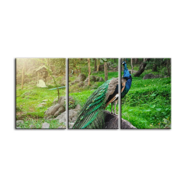 Würdevolles Sonnendurchflutetes Pfau-Leinwand Wandkunst Gemälde 3 Stück