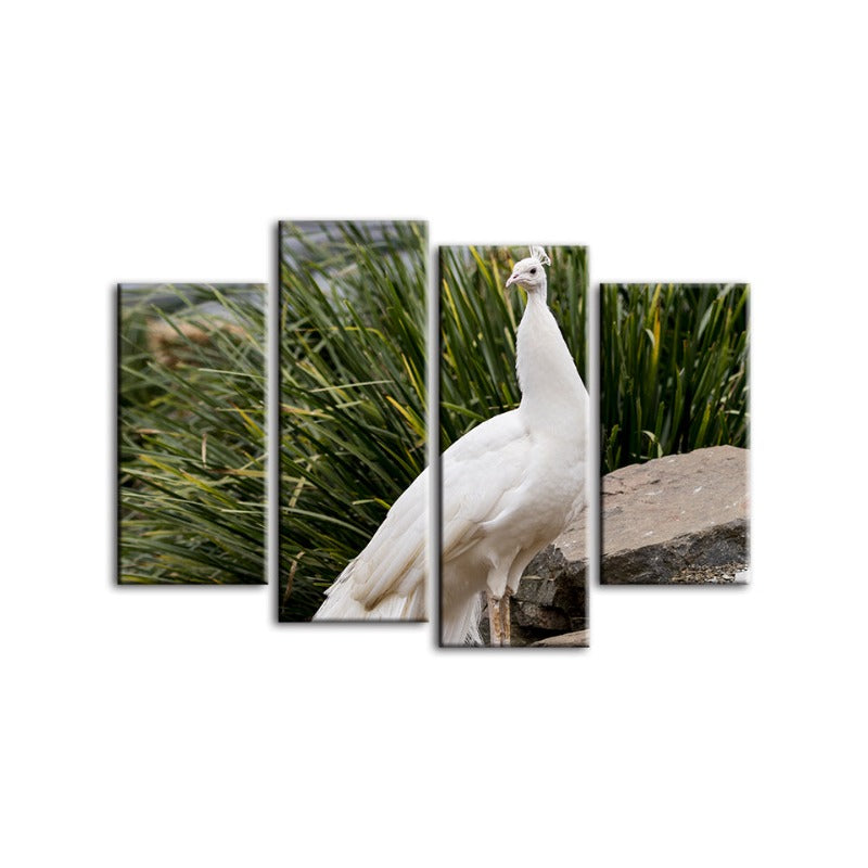 4 Stück Regal Albino Pfau - Leinwand Wandkunst Gemälde