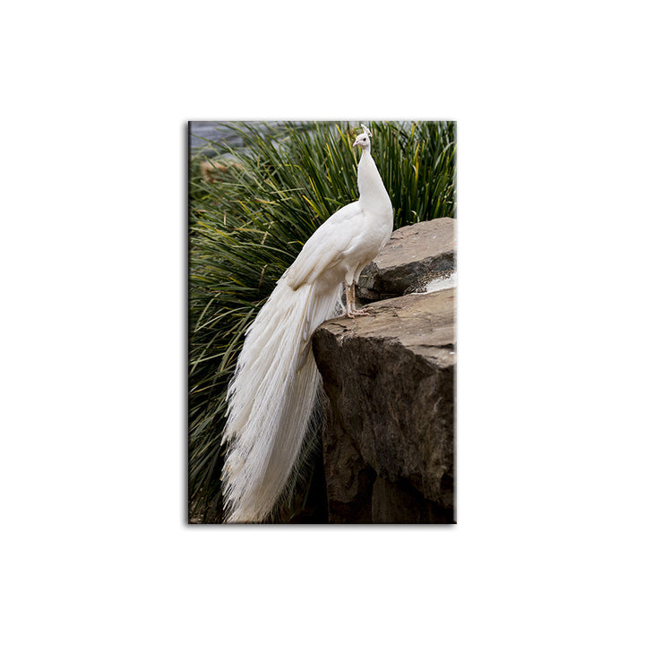 Königlicher Albino-Pfau – Leinwandbild